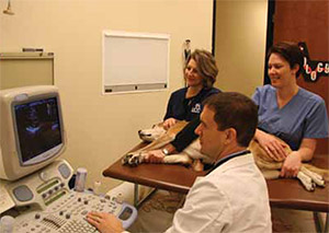 Pet Cardiology Care in Las Vegas | Las Vegas Veterinary Specialty Center