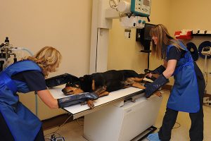 Explore Las Vegas Veterinary Careers | Las Vegas Veterinary Specialty Center