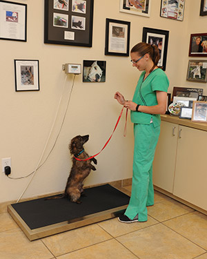 About Our Veterinary Specialty Hospital | Las Vegas Veterinary Specialty Center