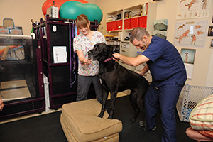 About Our Veterinary Specialty Hospital | Las Vegas Veterinary Specialty Center