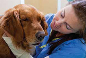 Oncology in Las Vegas, NV | Las Vegas Veterinary Specialty Center