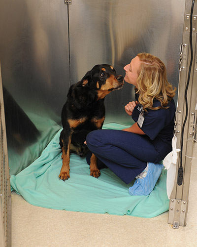 What Is A Veterinary Specialist Las Vegas Veterinarian Las Vegas Veterinary Specialty Center 