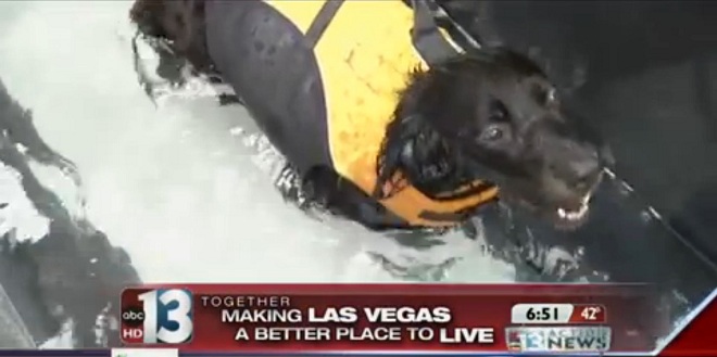 LVVSC Featured on Channel 13 News | Las Vegas Veterinary Specialty Center