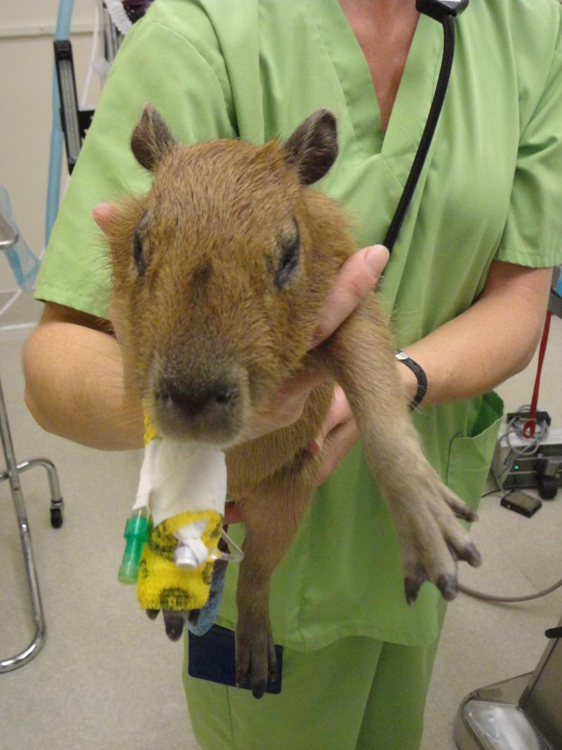 LVVSC Performs Capybara Surgery | Las Vegas Veterinary Specialty Center