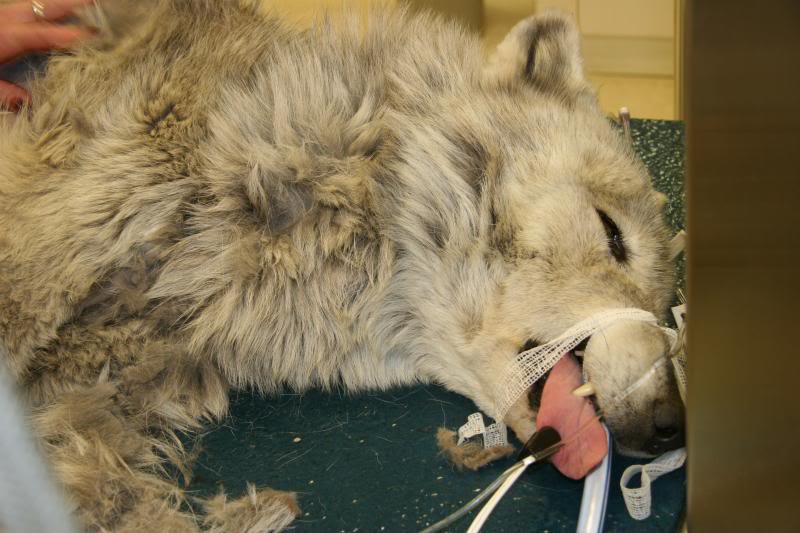 Wolf Surgery at LVVSC | Veterinarian and Animal Hospital in Las Vegas, NV