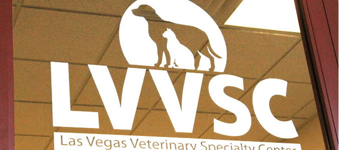 Lymphoma in Cats and Dogs | Las Vegas Veterinary Specialty Center