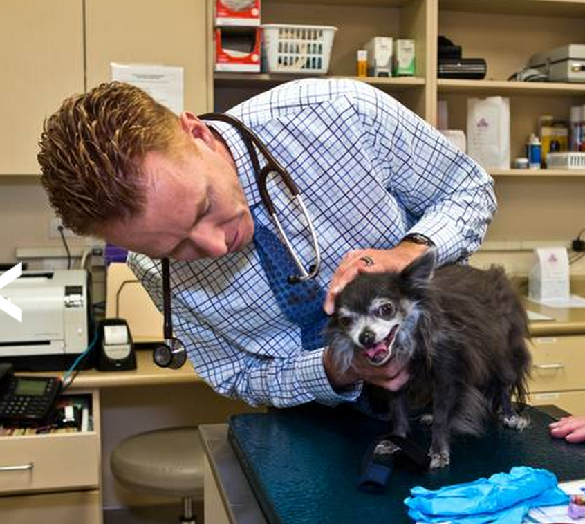 Parasite Prevention | Las Vegas Veterinary Specialty Center