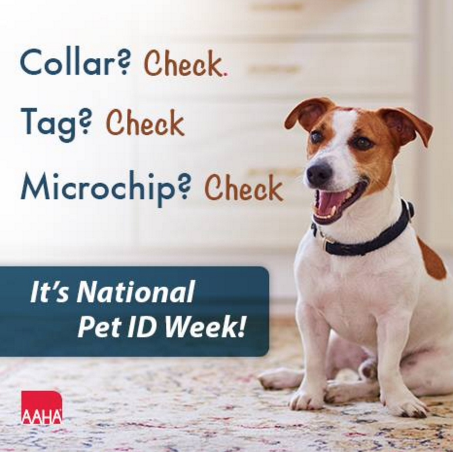 It's National Pet ID Week Las Vegas Veterinary Specialty Center